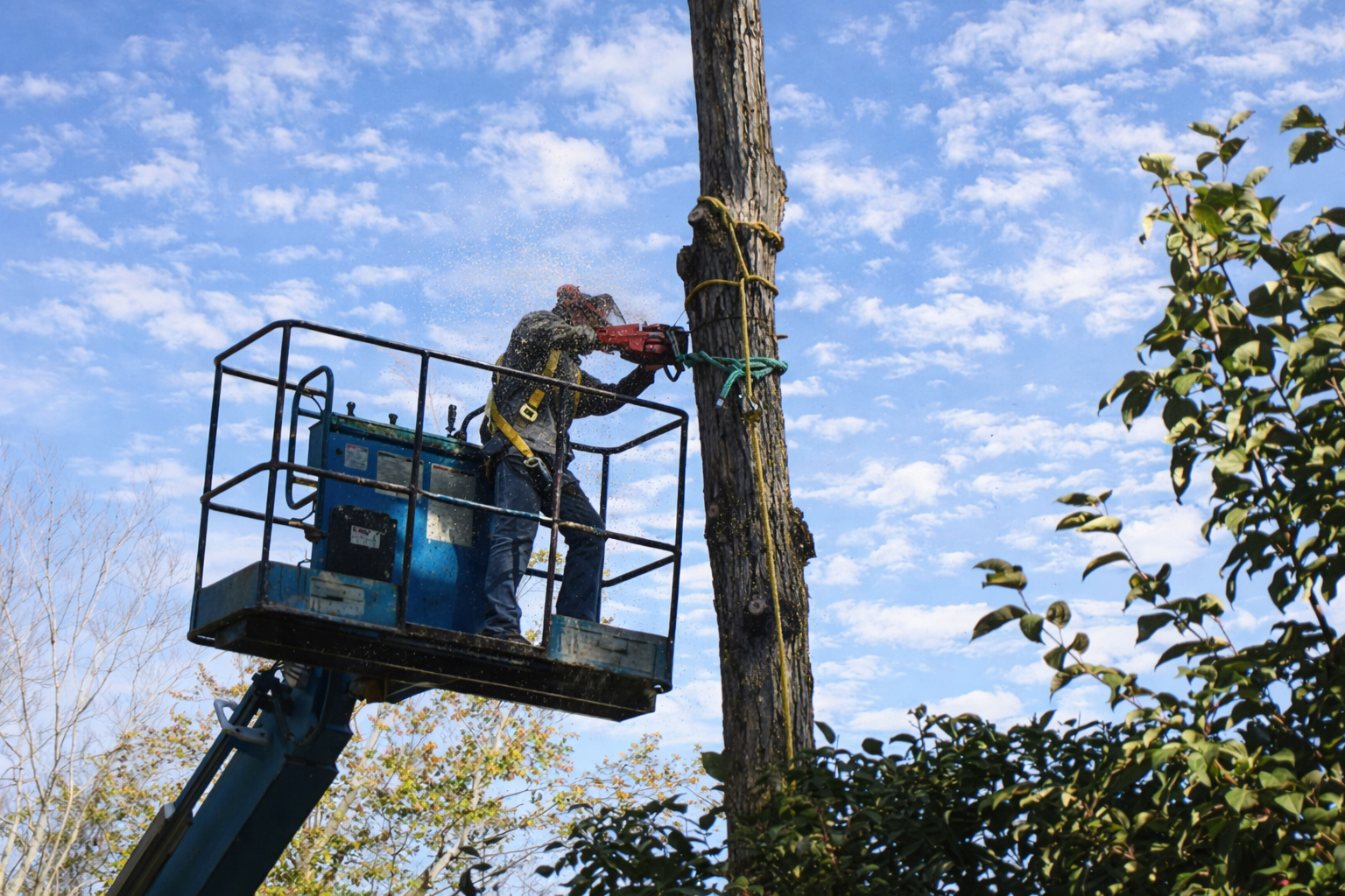 Professional tree removal