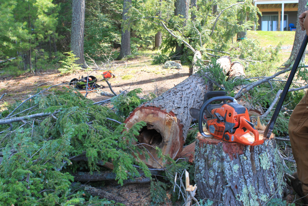 Tree removal and emergency services