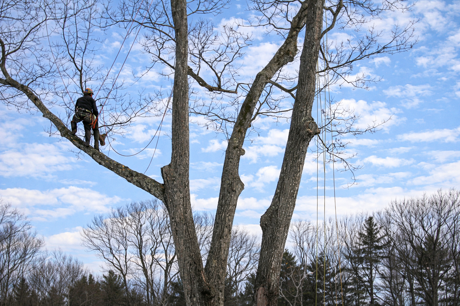 Tree trimming and pruning